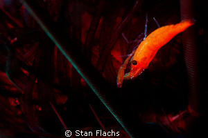 commensal shrimp  living  among  black urchin's spines by Stan Flachs 